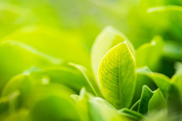 Le nouveau site Green Pure est en ligne !